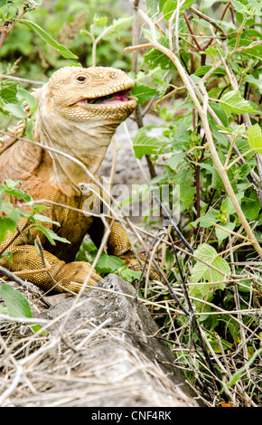 Manger de l'iguane terrestre endémique des îles Galapagos Équateur Santa Fe Banque D'Images