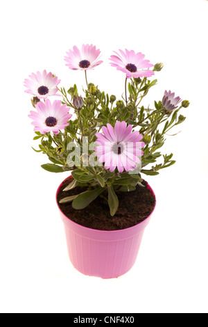 Pot avec African daisies isolé sur fond blanc. Banque D'Images