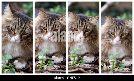 Collage de quatre images avec différentes expressions d'un chat norvégien. Banque D'Images