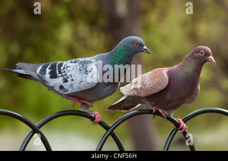 Les pigeons de roche à St James Park faire un joli couple. Londres. Banque D'Images