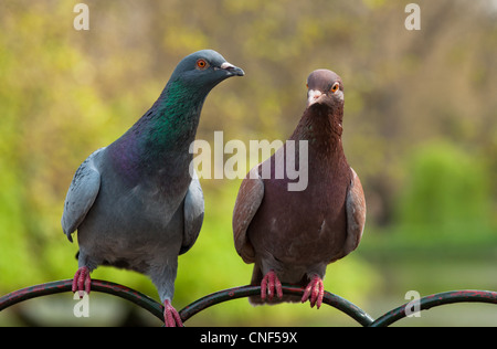 Les pigeons de roche à St James Park faire un joli couple. Londres. Banque D'Images