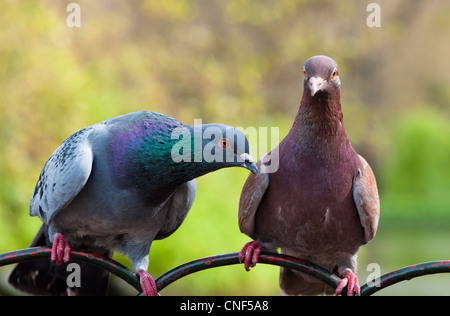 Les pigeons à St James Park faire un joli couple. Londres. Banque D'Images