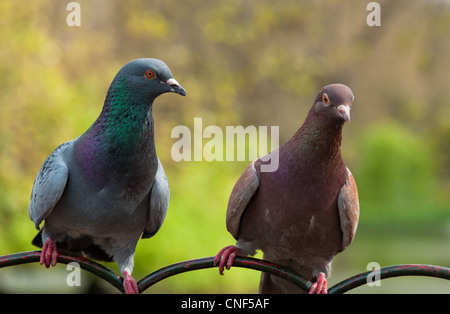 Les pigeons à St James Park faire un joli couple. Londres. Banque D'Images