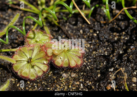 Drosera aliciae - South African rossolis Banque D'Images