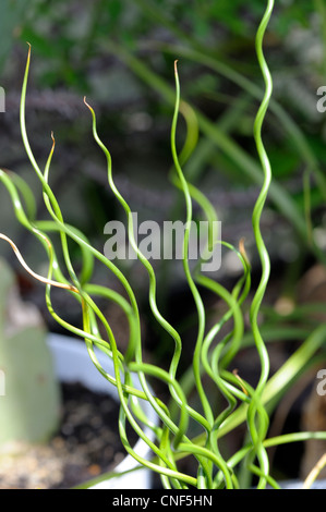 Juncus effusus spiralis tiges Banque D'Images