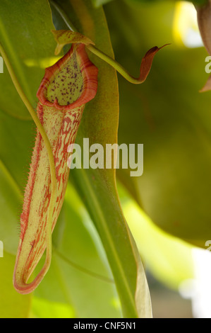'Miranda' Nepenthes pitcher inférieur Banque D'Images