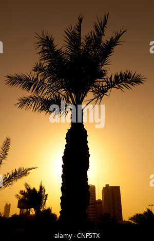 Silhouette d'un palmier pris au coucher du soleil dans la ville de Koweït au Moyen-Orient. Banque D'Images