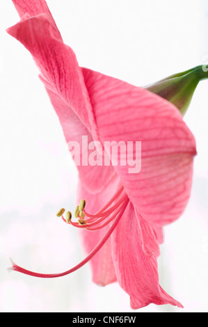 Amaryllis en fleur Banque D'Images