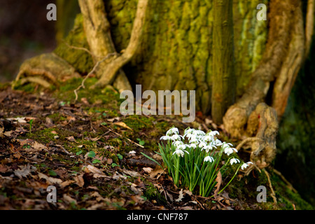 Un bouquet de perce-neige, sur la droite de la photo, sur un monticule à la base d'un grand arbre dans une forêt. Banque D'Images