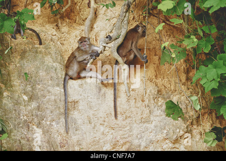 Singe macaque assis sur les racines de l'arbre Banque D'Images