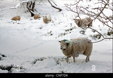 1 les moutons dans le premier plan et 4 dans l'arrière-plan d'essayer de trouver de la nourriture sous des arbres dans la neige Banque D'Images