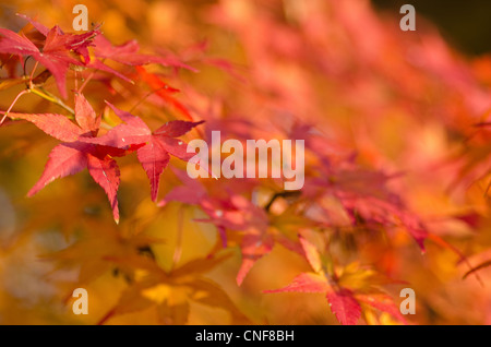 Feuilles rouges de l'érable japonais en automne, le feuillage Banque D'Images