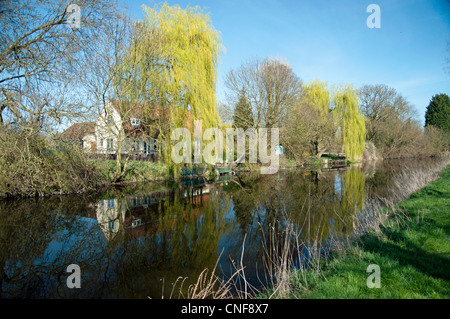 Cottage avec amarre et arbre sur la rivière Chelmer Banque D'Images