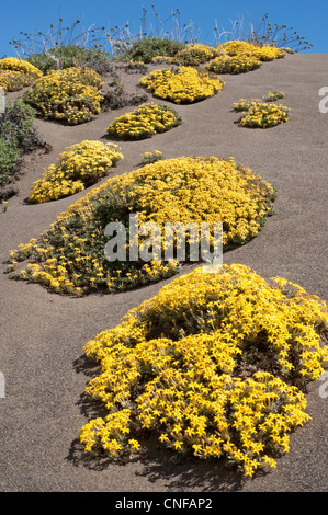 Oreopolus glacialis fleur sur dunes rive sud du lac Argentino El Calafate Santa Cruz Province Patagonie Argentine Banque D'Images