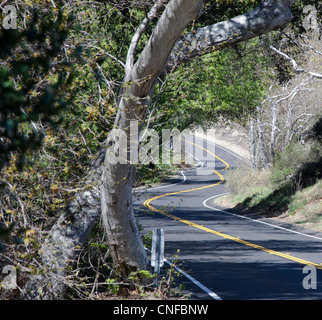 Photographie d'une à deux voies en courbe, fraîchement préparé et peint route qui serpente à travers un pays bordé d'arbres Banque D'Images
