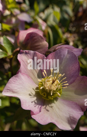 L'hellébore fleur fleurs une plante vivace à feuilles caduques et à feuilles persistantes Victorien traditionnel jardin avec fleurs simples en premier plan Banque D'Images