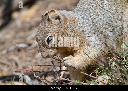 Rock (Spermophilus variegatus) portrait. Grand Canyon, Arizona, USA. Banque D'Images