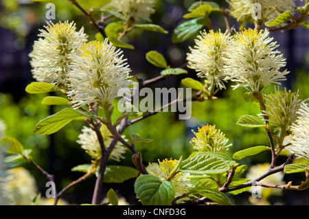 Fothergilla arbuste à fleurs jaune-blanc de printemps. Banque D'Images