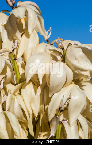 Torrey Yucca, Yucca treculeana, dans le parc national de Big Bend, dans le sud-ouest du Texas. Banque D'Images