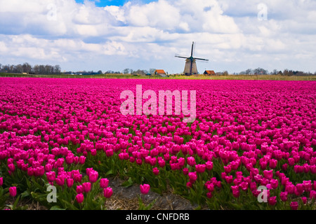 Moulin à vent et les champs de tulipes près d'Egmond en Hollande du Nord, aux Pays-Bas. Banque D'Images