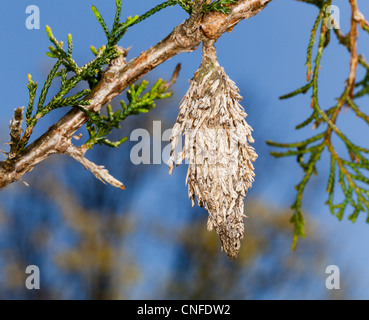 Macro image de bagworm accrochée à la branche d'arbre de pin Banque D'Images