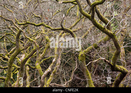Gros plan de branches entrelacées de l'hiver arbres Banque D'Images