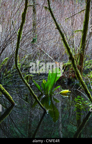 Lysichiton croissant dans un marais Banque D'Images