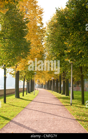 Sentier piétonnier bordé d'arbres le long de la rivière de l'Elbe à Dresde, Allemagne. Banque D'Images