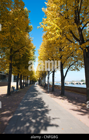 Sentier piétonnier bordé d'arbres le long de la rivière de l'Elbe à Dresde, Allemagne. Banque D'Images