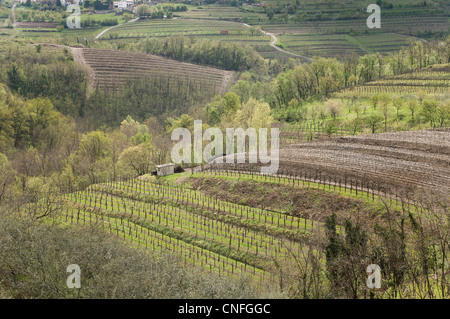 Un panorama des collines du Collio en Slovénie Banque D'Images