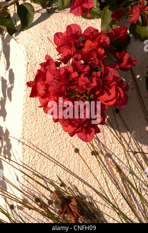 Bougainvillée rouge contre un mur en stuc. Banque D'Images