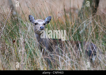 Sika un hind se cacher dans les hautes herbes à Arne nature reserve UK Banque D'Images