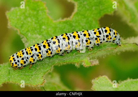 Mullein moth chenille se nourrit de grande molène (Verbascum thapsus) Dorset, UK Juin 2011 Banque D'Images