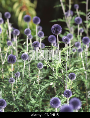 Masse de chardons dans la lumière du soleil du soir globe dans jardin privé Banque D'Images