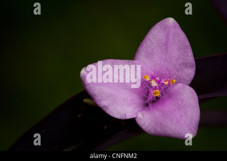 Purple Heart fleur dans un jardin à Penonome, province de Cocle, République du Panama. Banque D'Images