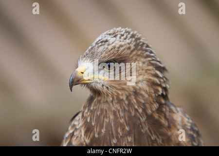 Juvenile yellow-billed kite portrait Banque D'Images