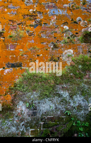 Mur de briques couvertes de lichen et de mousse Banque D'Images