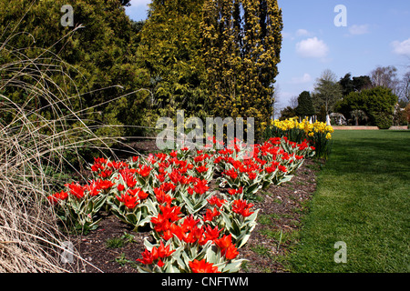 TULIPA. Tulipes ROUGES CROISSANT DANS UNE FRONTIÈRE DE PRINTEMPS. Banque D'Images