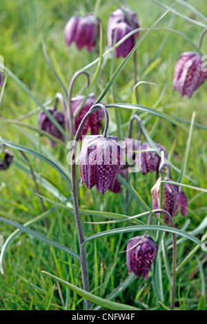 FRITILLARIA MELEAGRIS. Tête de serpents FRITILLARY. Fleur de la Guinée. Chequer Lily. Banque D'Images