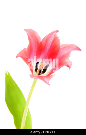 Belle tulipe rose en libre sur fond blanc Banque D'Images