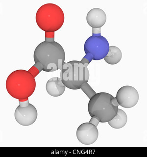 La molécule d'alanine Banque D'Images