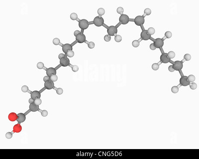 Molécule d'acide linoléique Banque D'Images