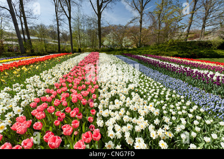 Holland, "une ampoule et région' en avril, lisse, Keukenhof, parc de fleurs au printemps, des bandes de tulipes, jonquilles et muscaris. Banque D'Images