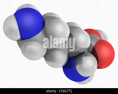 Molécule de lysine Banque D'Images