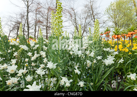 Fritillaria persica 'Ivory Bells', 'Charlotte' Ipheion évêque, Scilla siberica, Narcissus 'Thalia'&'Katie Heath', Anemone blanda Banque D'Images