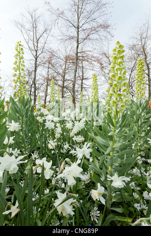 Fritillaria persica 'Ivory Bells', 'Charlotte' Ipheion évêque, Scilla siberica, Narcissus 'Thalia'&'Katie Heath', Anemone blanda Banque D'Images