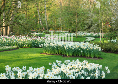 Holland, "une ampoule et région' en avril, lisse, Keukenhof, masse de jonquilles (Narcissus) blanc et rose tulipe (Tulipa). Banque D'Images