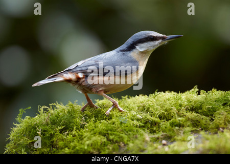 Sitta europaea sittelle, couverts de mousse, le rock, Cumbria, Royaume-Uni Banque D'Images