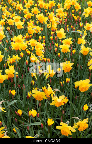 Parterre de jonquilles jaune 'Suada' et 'tulipes du Tubergen Gem' (Tulipa 'chrysantha Tubergen's Gem'). Banque D'Images