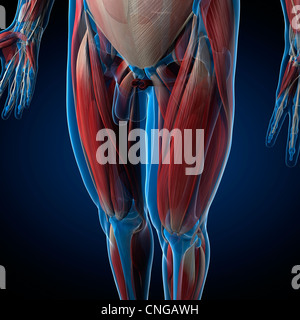 Musculature homme artwork Banque D'Images